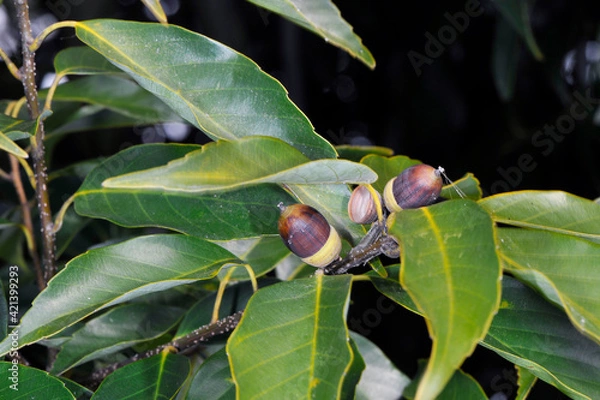 Obraz アラカシの実（鹿児島県・出水市）
