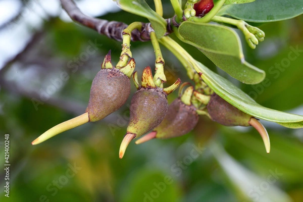 Obraz ヤエヤマヒルギの胎生種子（沖縄県・石垣島）
