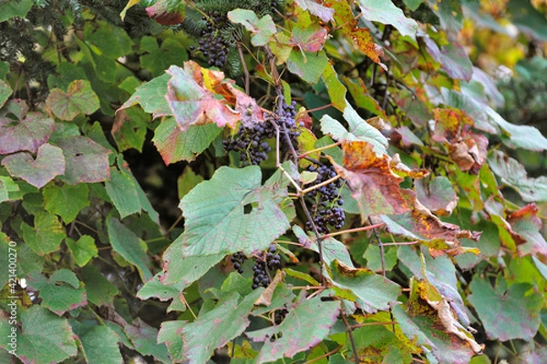 Obraz ヤマブドウの実（北海道・知床）
