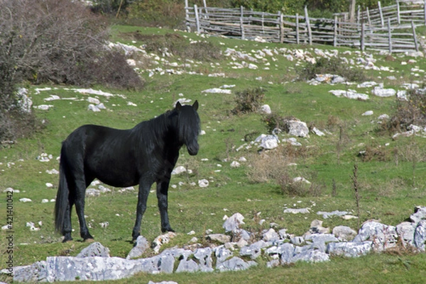 Obraz Black horses in the field