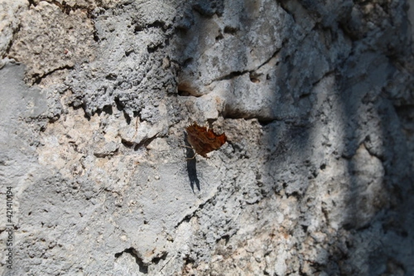 Fototapeta dragonfly on the rock