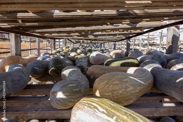 Fototapeta pumpkins drying on wooden shelves in the sun