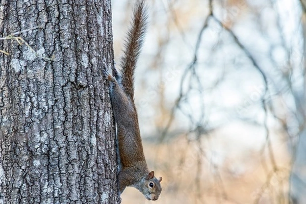 Obraz squirrel on tree