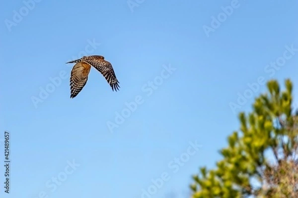 Obraz osprey in flight