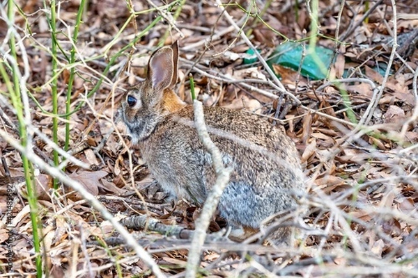 Obraz squirrel in the grass