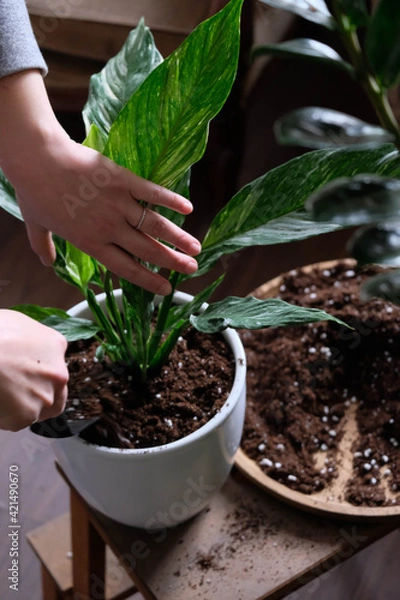 Fototapeta Green plant transplant close up. Home plants gardening, floral concept with soil and roots close up photography. Green plant in studio, flower shop.