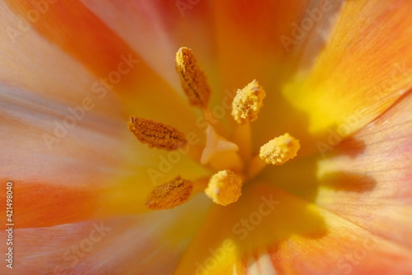 Fototapeta Macro Tulip