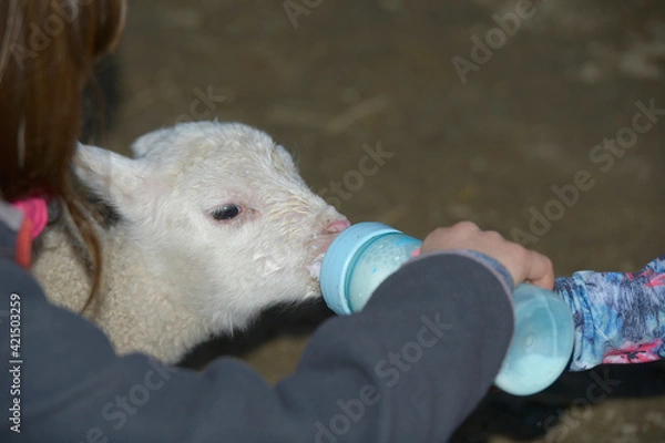 Obraz 
Giving a bottle to a lamb