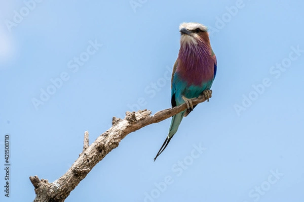 Fototapeta Lilac-breasted roller on a branch