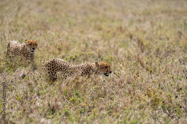 Fototapeta Cheetah walking