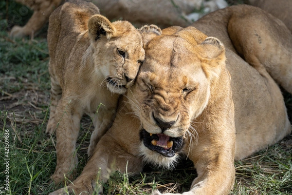 Fototapeta Lion cub cuddling mom