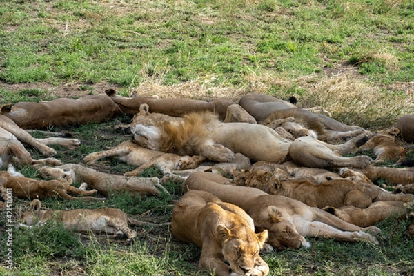 Fototapeta Lion family sleeping in the shade