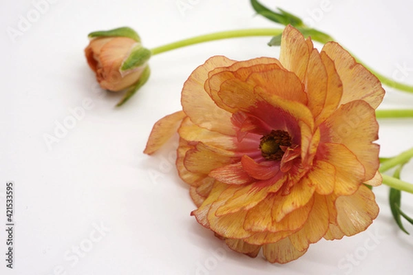 Fototapeta 赤とゴールドのラックス・ムーサ