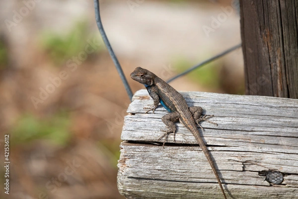 Obraz Large Male Eastern Fence Lizard