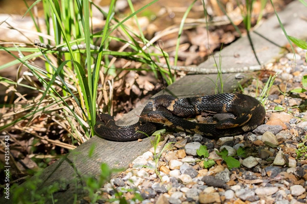 Obraz Broad-Banded Water Snakes Mating