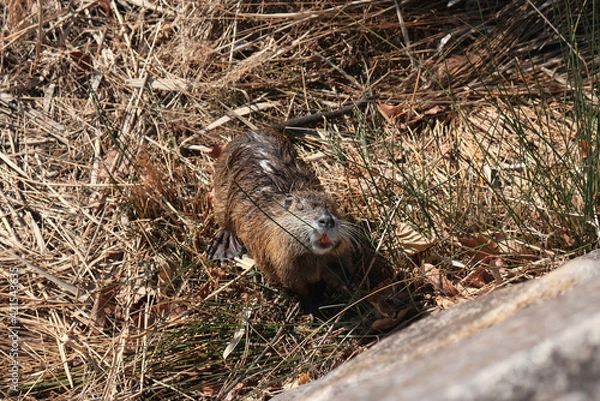 Fototapeta 日本の池に住むヌートリア