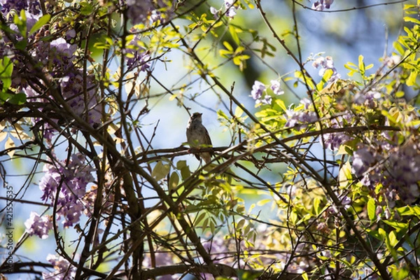 Fototapeta Majestic Sparrow