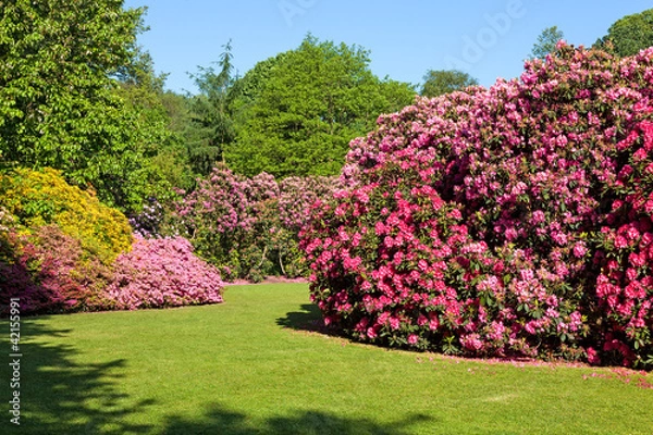 Fototapeta Rhododendron and Azalea Bushes in Beautiful Summer Garden