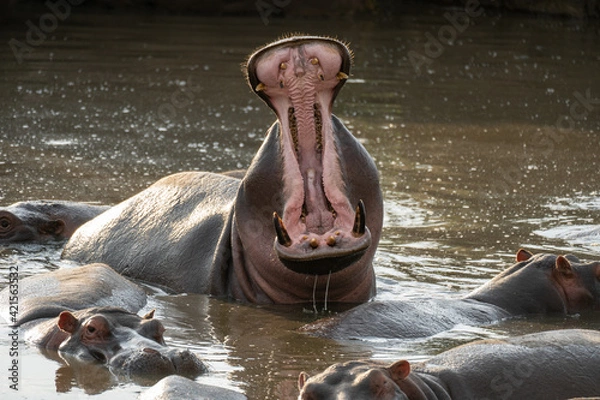 Fototapeta Hippo yawning in a pool