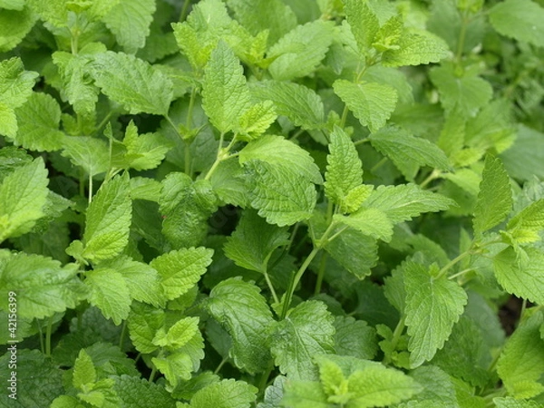 Obraz Zitronenmelisse