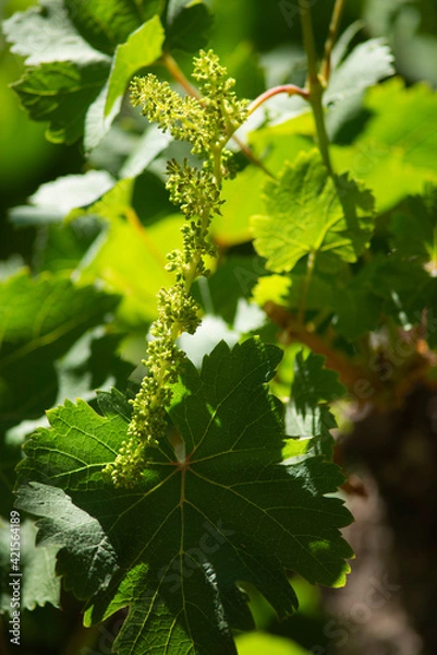 Obraz Uva brotando en una viña