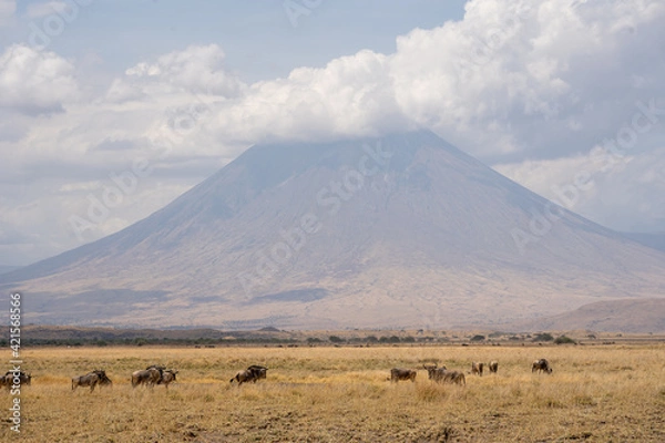 Fototapeta Wildebeest at Lake Natron in front of oldoinyo lengai