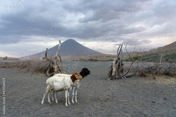 Fototapeta goats in front of oldoinyo lengai volcano in the evening 