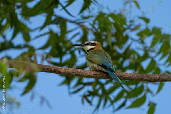 Fototapeta White-throated bee-eater