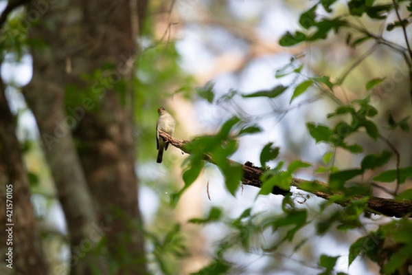 Obraz Eastern Wood Pewee on a Limb