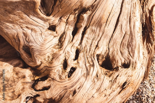 Obraz close up wood grain drift wood 