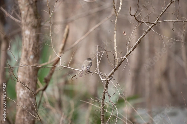 Fototapeta Eastern Phoebe on a Tree