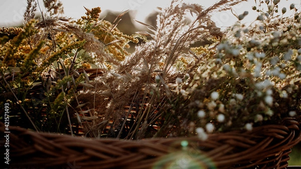 Obraz Kwiaty polne, kłosy, lato, łąka