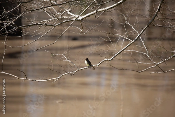 Obraz Eastern Phoebe Calling