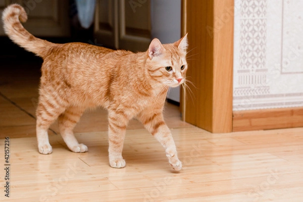 Obraz Ginger tabby cat