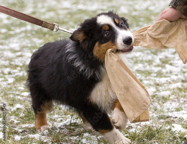 Obraz puppy training