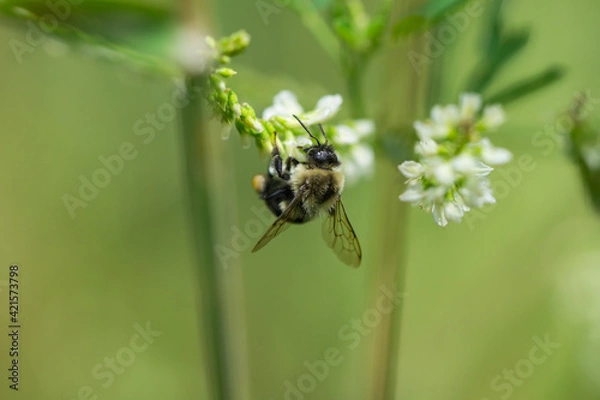 Obraz Bumblebee on White Sweetclover Flowers