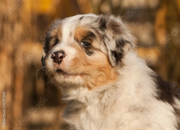 Obraz One nice puppy