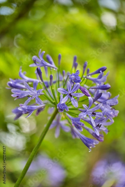 Obraz アガパンサス