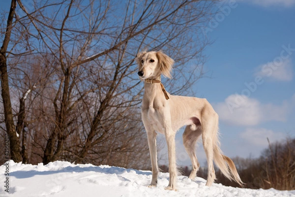 Obraz Saluki stojące