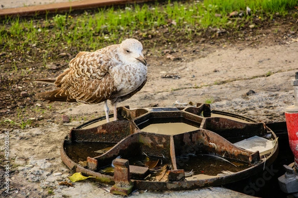 Obraz 181128 Casablanca Morocco