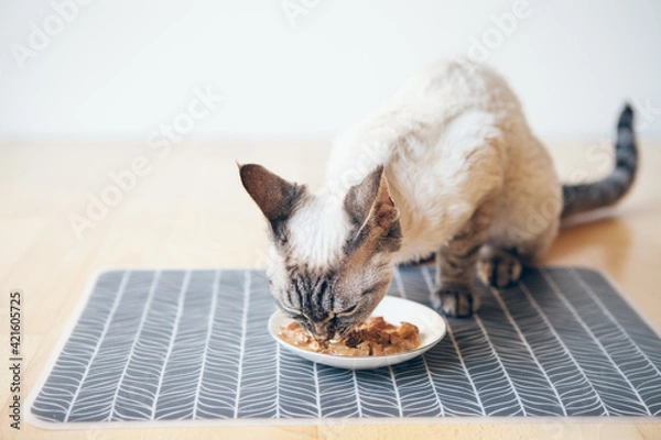 Obraz Cat eating canned cat food from white ceramic plate placed place mat  on the floor. Devon Rex enjoys wet tin. Selective focus. Feed your pet with premium quality foods. Copy space area. Natural light