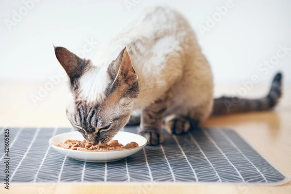 Obraz Close up of Devon Rex tabby cat  sitting next to a white ceramic food plate placed on place mat on the wooden floor and eating wet tuna food. Selective focus natural light