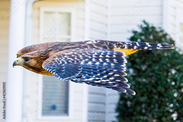Obraz red tailed hawk in flight
