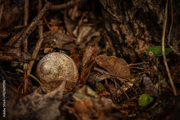 Obraz Snail shell in a forest