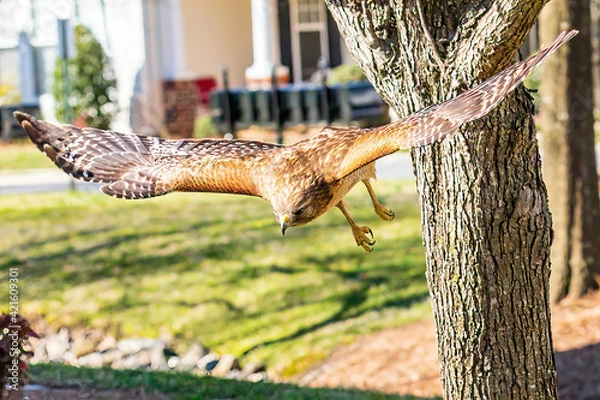 Obraz hawk in flight for food