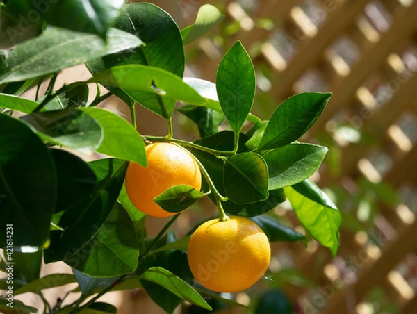 Fototapeta (Citrus × microcarpa) Cultivated calamansi or calamondin, ornamental shrub in Europe producing small and round fruits with orange color like tangerines peel when ripe