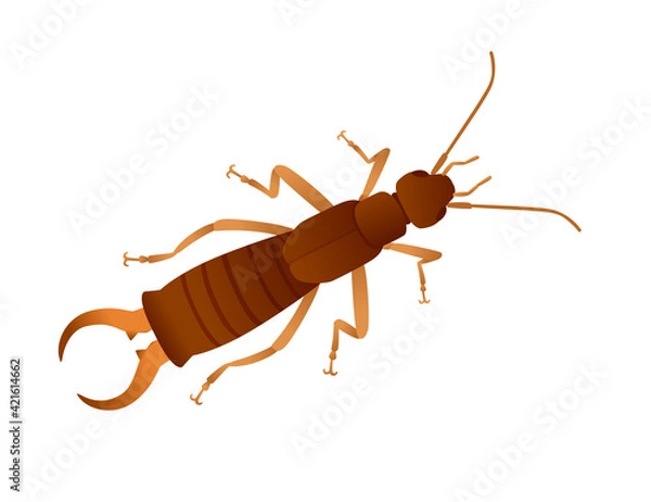 Fototapeta Top view of insect bug earwig cartoon animal design vector illustration isolated on white background