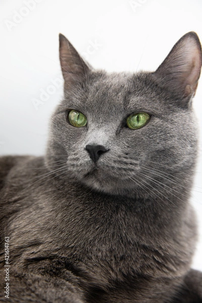 Obraz portrait of a gray fluffy cat on a white background