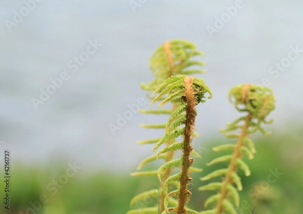 Fototapeta 上高地の雄羊歯