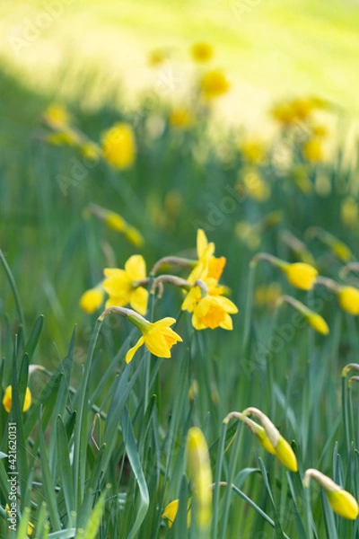 Fototapeta Daffodils in springtime, UK